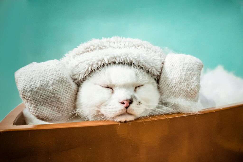 A charming white cat peacefully relaxing in a makeshift spa with a towel wrapped around its head.