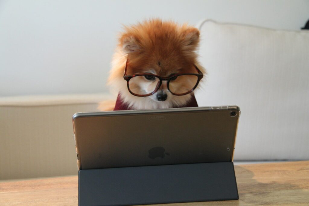 brown and white long coated small dog wearing eyeglasses on black laptop computer, fixer des objectifs financiers